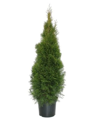 thuja-smaragd-Rinner